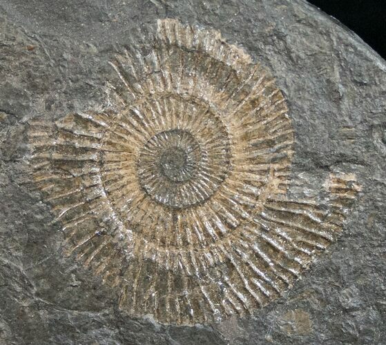 Dactylioceras Ammonite - Posidonia Shale #11122